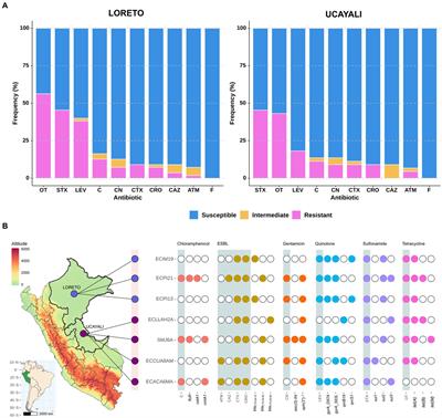 Genomic insights into ESBL-producing Escherichia coli isolated from non-human primates in the Peruvian Amazon